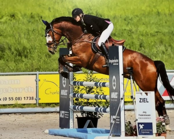 Springpferd Catori T (Deutsches Sportpferd, 2015, von Cordess 2)