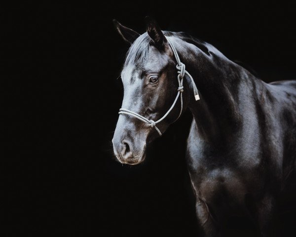 Dressurpferd Dance for me Dalina (Westfale, 2019, von Darius 415)