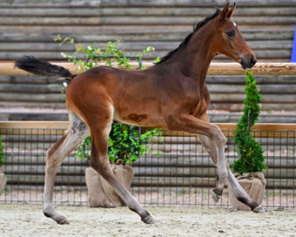 horse Cavallo de Hus Z (Zangersheide riding horse, 2023, from Chacco-Blue)