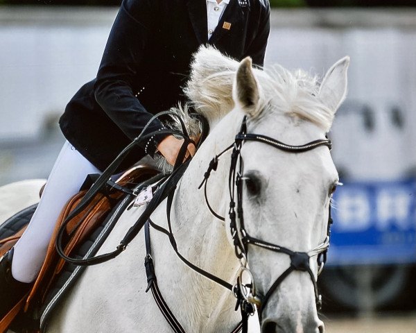 Springpferd Iletta (Belgisches Warmblut, 2008, von Corland)