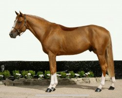 stallion Darry Lou (KWPN (Royal Dutch Sporthorse), 2005, from Tangelo van de Zuuthoeve)