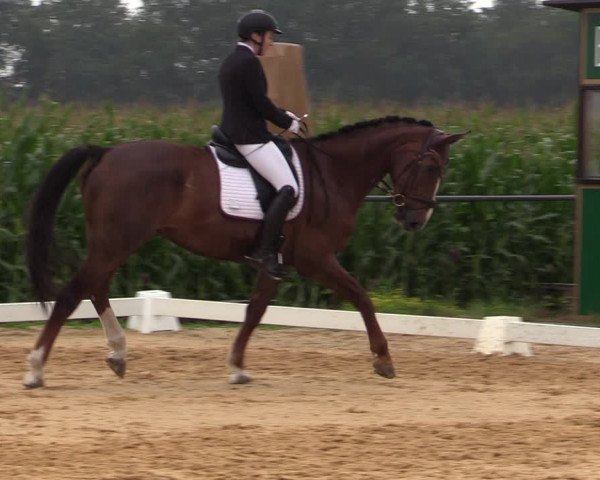 Reitturnier Ranshofen - Braunau am Inn 2023