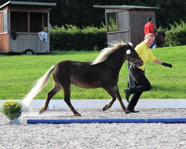 dressage horse Best Time v. Clus (German Classic Pony, 2015, from KC Coyne Connection)