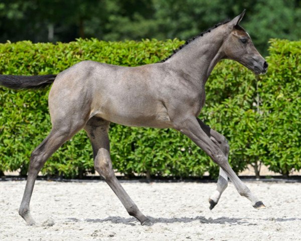 horse Cover Girl van de Hoef Z (Zangersheide riding horse, 2023, from Cornet Obolensky)