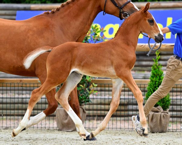 horse Conmigo de Rêve Z (Zangersheide riding horse, 2023, from Conthargos)