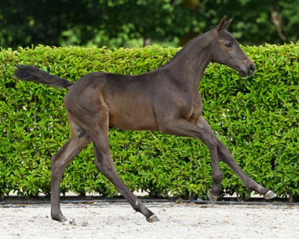 horse Discovery AEG Z (Zangersheide riding horse, 2023, from Diamant de Semilly)