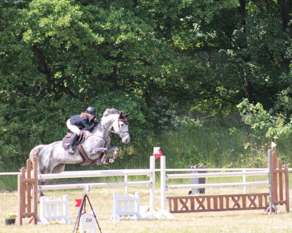 jumper Dianova 3 (Hanoverian, 2015, from Diacontinus)