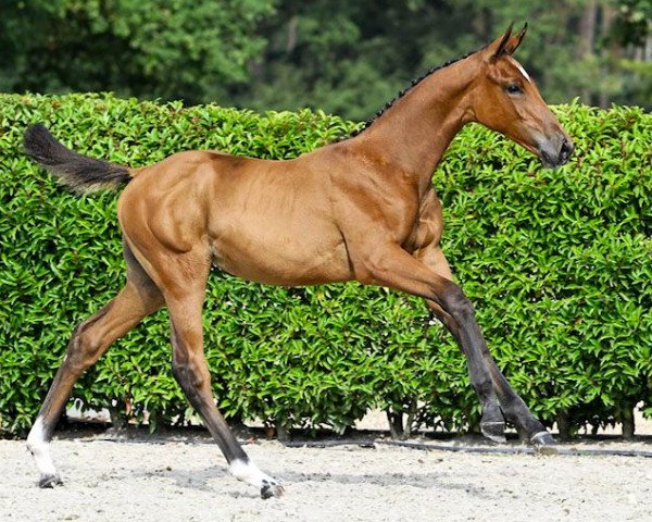horse Consolidation Z (Zangersheide riding horse, 2023, from Conthargos)