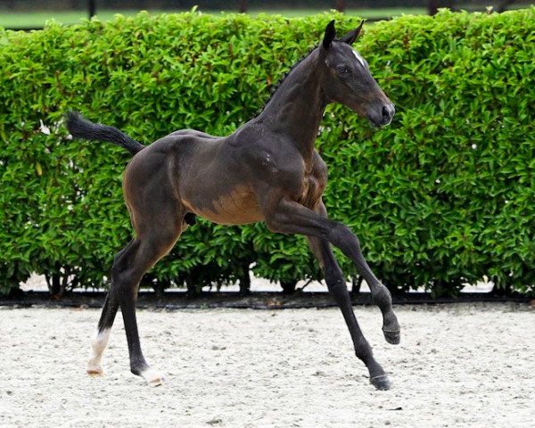 horse Emotion Z (Zangersheide riding horse, 2023, from Emerald van 't Ruytershof)