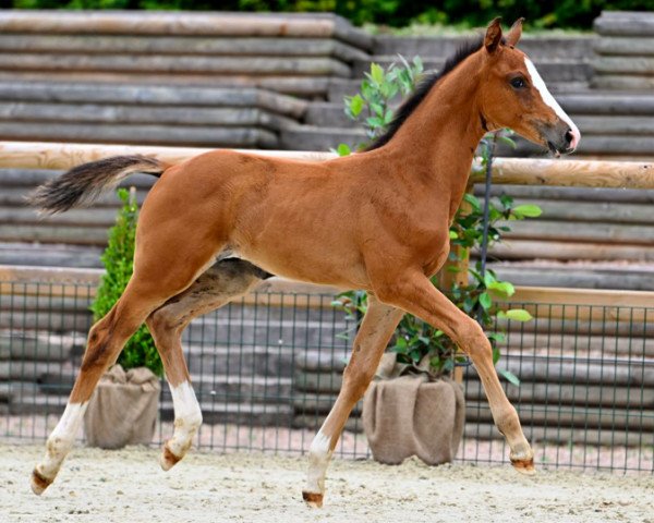 horse Cabri des Neiges Z (Zangersheide riding horse, 2023, from Casall Ask)
