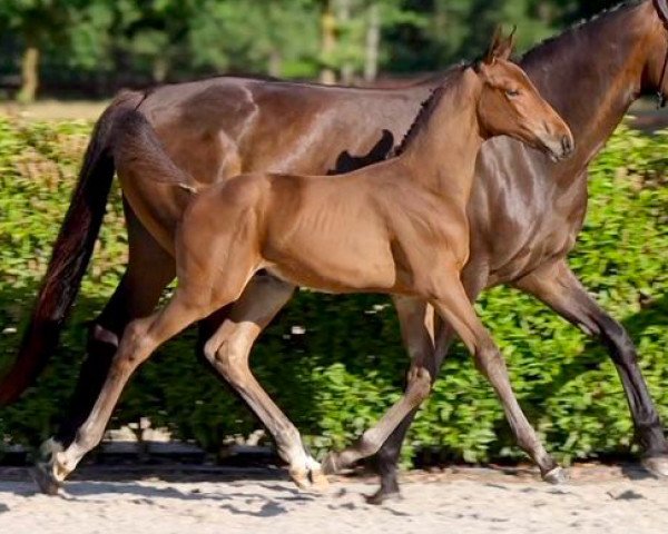 horse Utalux EQ Z (Zangersheide riding horse, 2023, from Utamaro d'Ecaussines)
