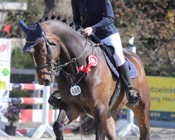 jumper Zuccerado B (Holsteiner, 2017, from Zuccero Hv)