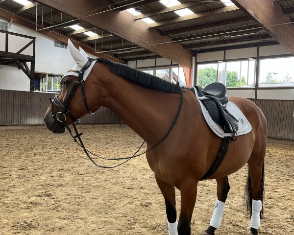 dressage horse Centlady (German Sport Horse, 2015, from Cezaro)