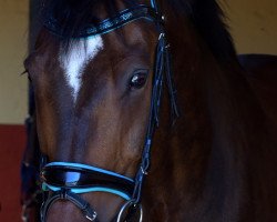 jumper Esteban 30 (Polish Warmblood, 2013, from Cassilio)