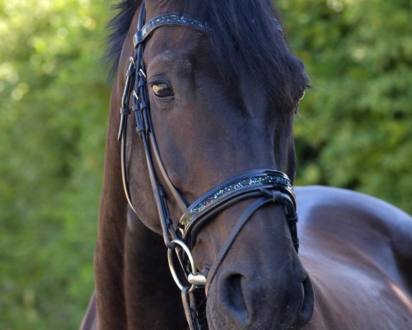 jumper Lajosz (Polish Warmblood, 2008, from Rotmistrz)