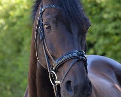 jumper Lajosz (Polish Warmblood, 2008, from Rotmistrz)