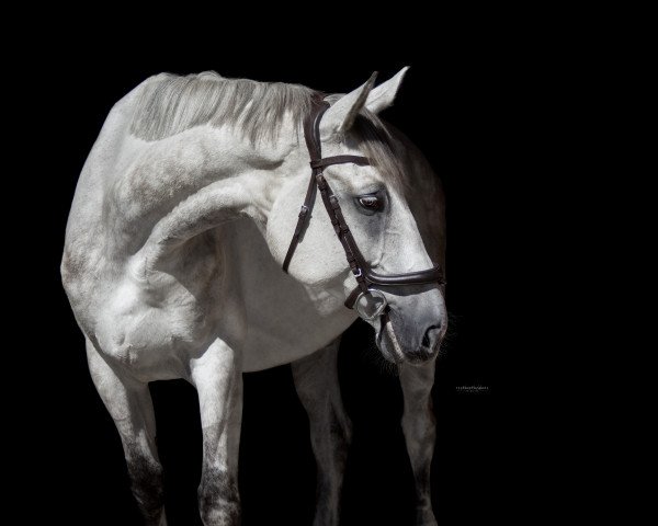 jumper Quick Candy (German Warmblood, 2015, from Quick Star IV CH)