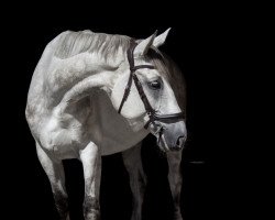 jumper Quick Candy (German Warmblood, 2015, from Quick Star IV CH)