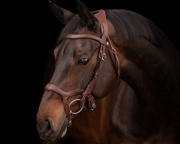 broodmare Dacora Vdh (Oldenburg, 2011, from Diarado)