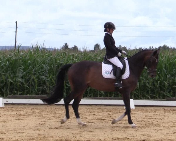 Reitturnier Ranshofen - Braunau am Inn 2023