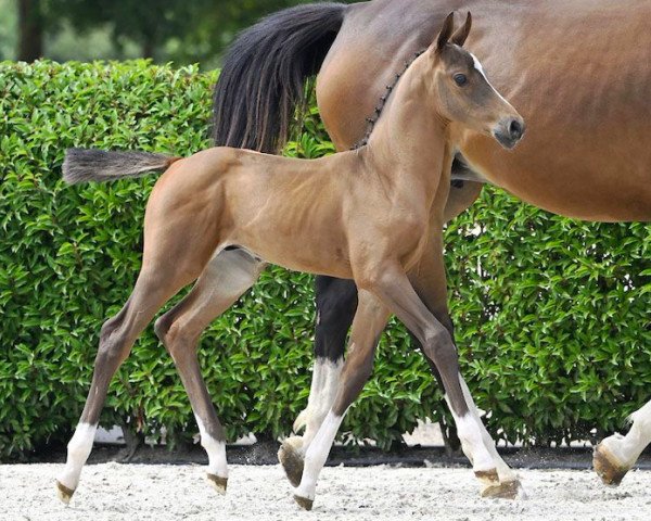 horse Everyone's Dream PM Z (Zangersheide riding horse, 2023, from Eldorado van de Zeshoek)