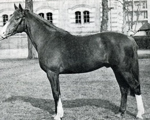 stallion Dubrioso (Selle Français, 1969, from Surioso) stallion Dubrioso (Selle Français, 1969, from Surioso)
