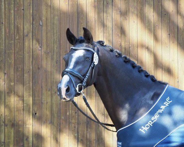 broodmare PAV Escada (German Riding Pony, 2019, from Popcorn WE) broodmare PAV Escada (German Riding Pony, 2019, from Popcorn WE)