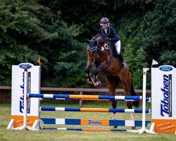 jumper Actioncap (Oldenburg show jumper, 2017, from Action Blue)