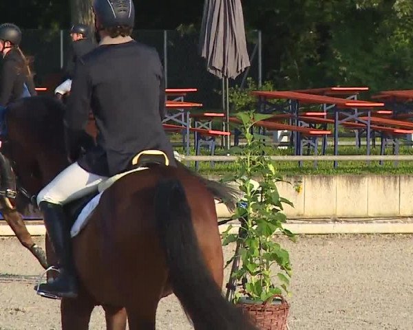 Reitturnier Grafenrheinfeld 2023