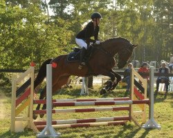 Springpferd Cormints Conquest (Holsteiner, 2013, von Cormint)