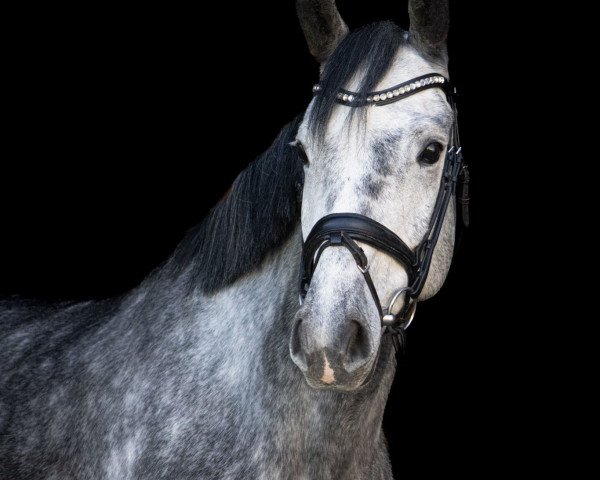 horse Don't Cry (Hanoverian, 2017, from Diacontinus)