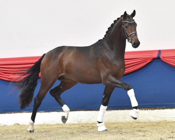 dressage horse Fuego 167 (Hanoverian, 2019, from Follow Him´s Schönweide)