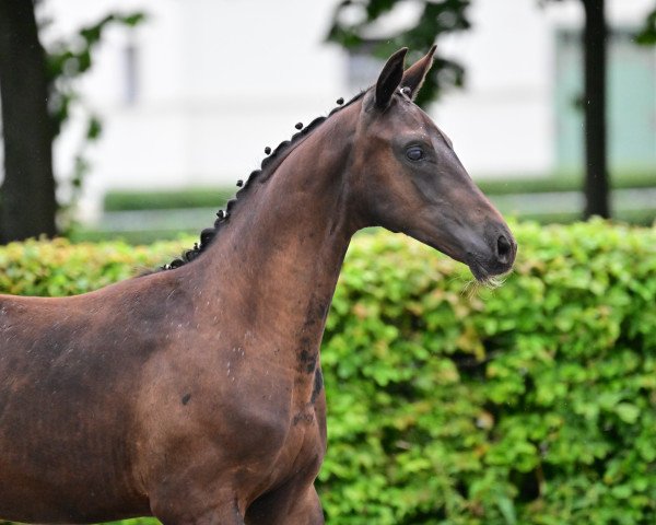 Pferd Sky at night (Deutsches Sportpferd, 2023, von Skyline To B)