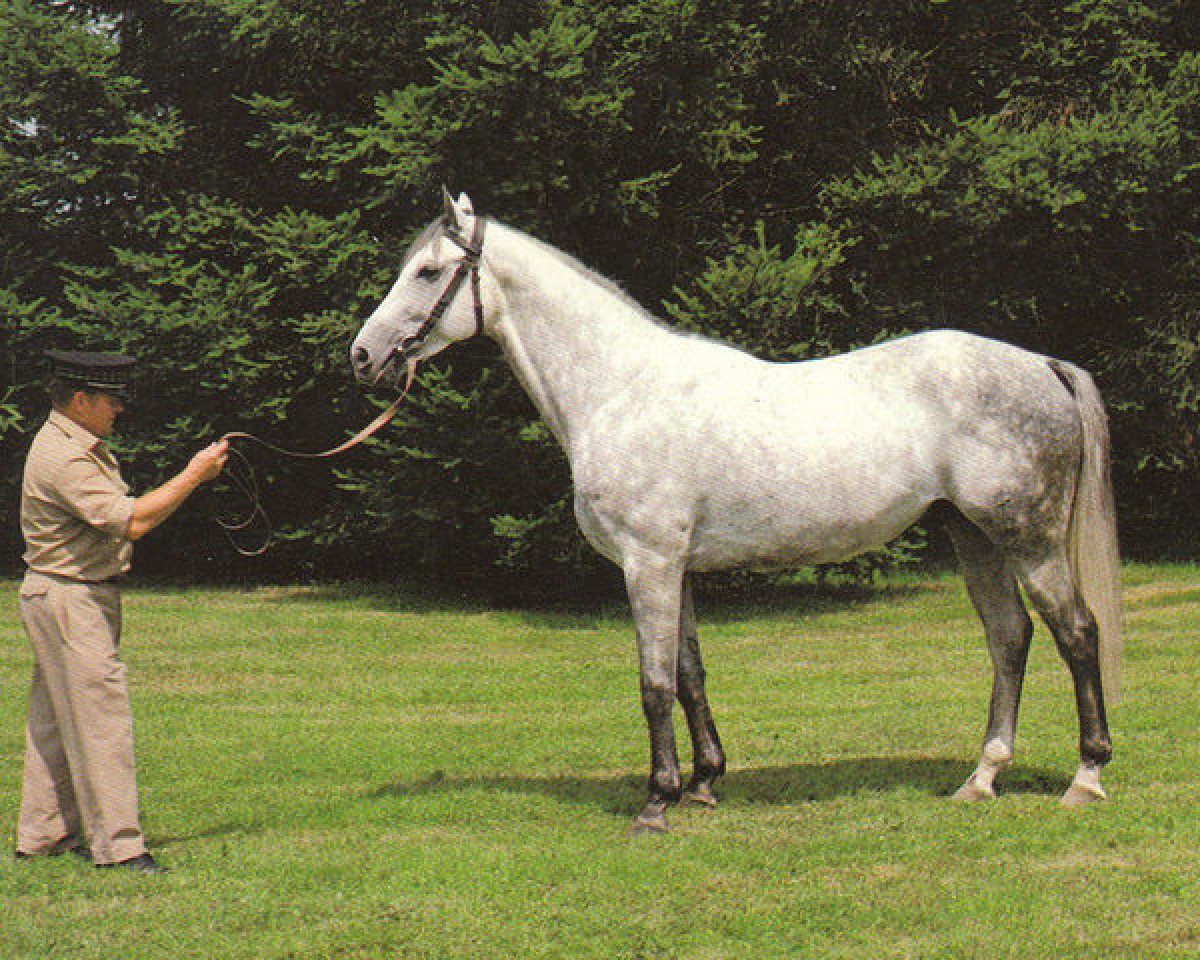 stallion Lion D'Or AA (Anglo-Arabs, 1977, from Dionysos II AA)