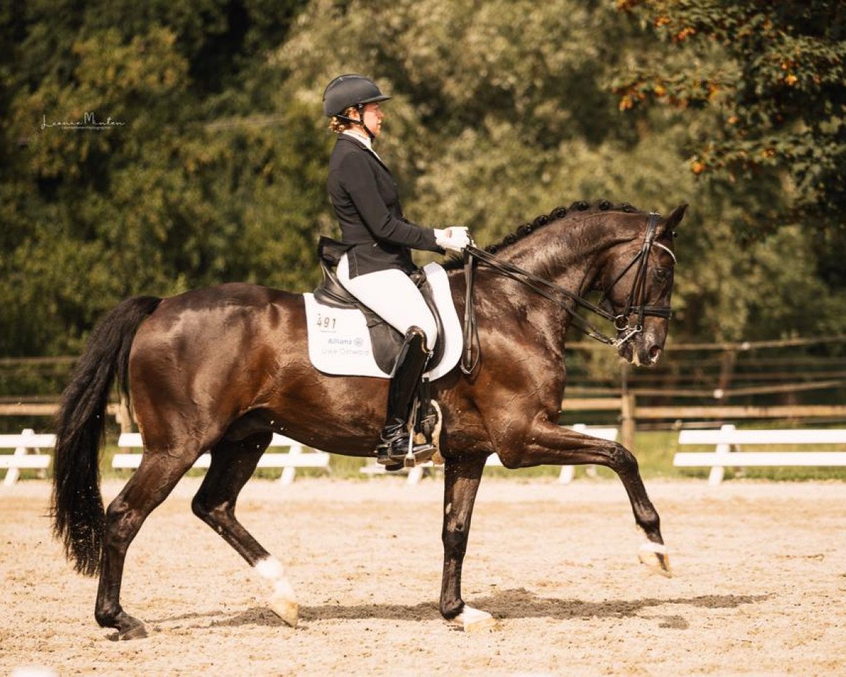 dressage horse Ferri Rousseau (Hanoverian, 2010, from Fuerst Rousseau)