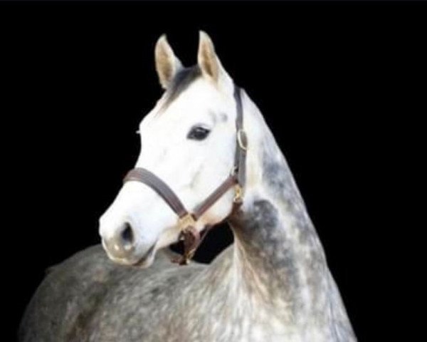 broodmare Catania (Hanoverian, 2013, from Coupe de Coeur 2)