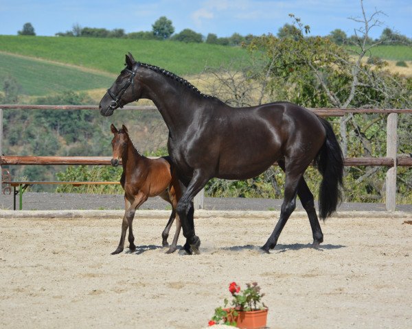 stallion Glückshüter (Trakehner, 2023, from Asagao xx)