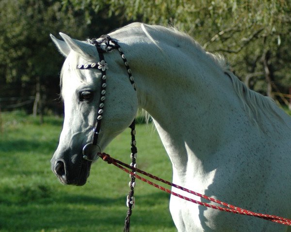 stallion Pamir ox (Arabian purebred, 1990, from Penthagonn ox)