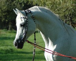 stallion Pamir ox (Arabian purebred, 1990, from Penthagonn ox)