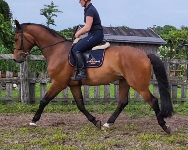 horse Alando D (Westphalian, 2020, from All Music)