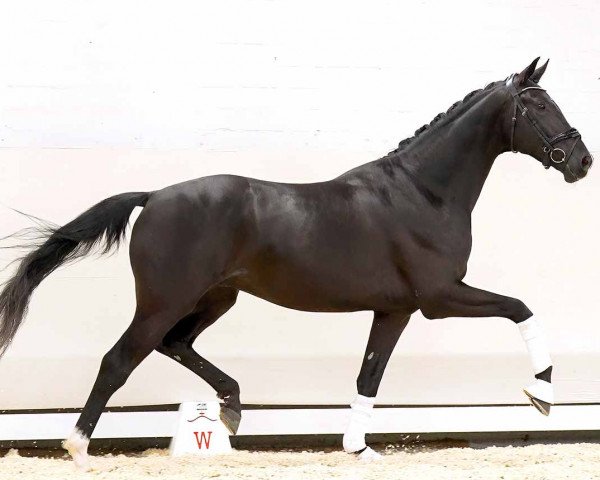 Pferd Jordy van de Uilenhoek (KWPN (Niederländisches Warmblut), 2020, von Jameson RS2)