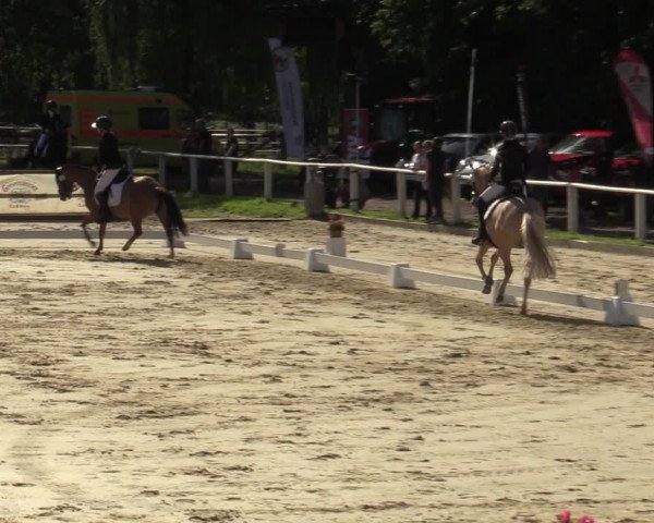 Reitturnier Vellinghausen 2023