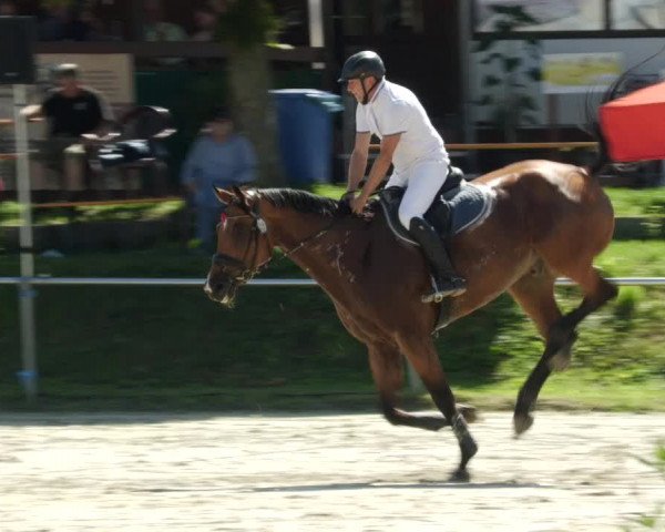 Reitturnier Oberderdingen 2023