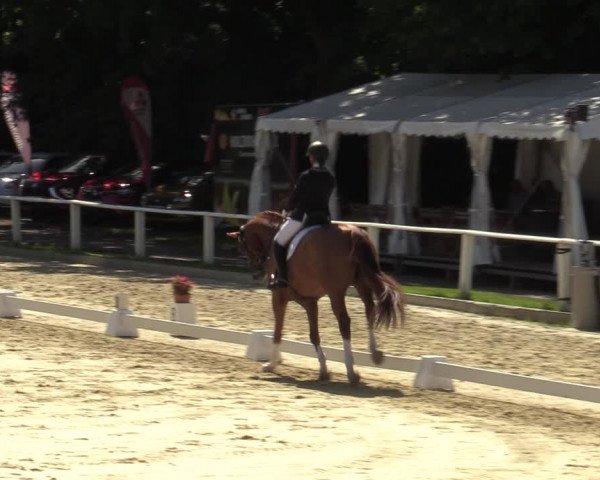 Reitturnier Vellinghausen 2023