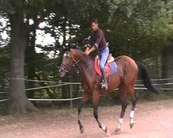 Deckhengst Elegant de Barachy (Selle Français, 1992, von Darco) Deckhengst Elegant de Barachy (Selle Français, 1992, von Darco)