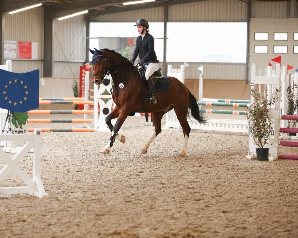 jumper Colorful 4 (Holsteiner, 2018, from Casall Ask)