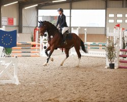 Springpferd Colorful 4 (Holsteiner, 2018, von Casall Ask)