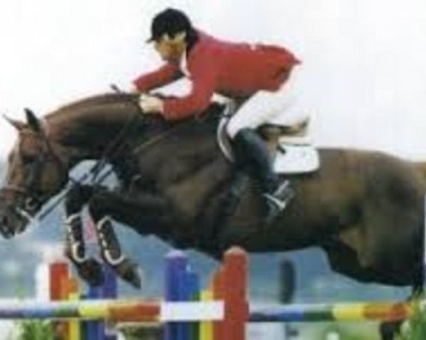 stallion Alloro (Selle Français, 1988, from Double Espoir) stallion Alloro (Selle Français, 1988, from Double Espoir)