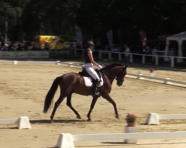 Reitturnier Vellinghausen 2023