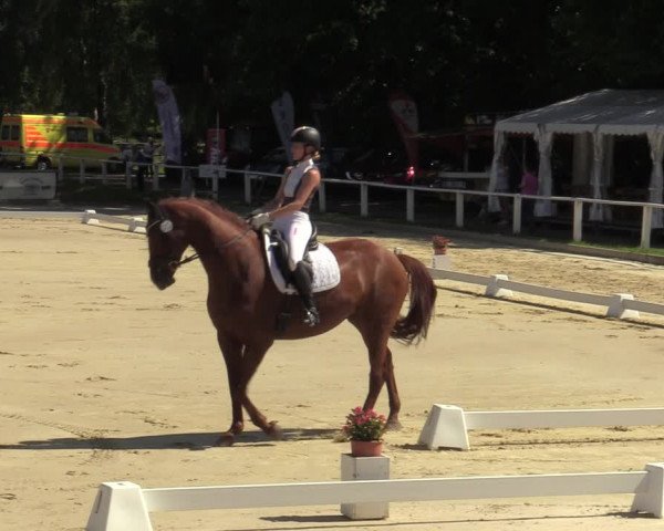 Reitturnier Vellinghausen 2023